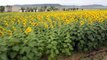 Queensland farmer uses drone to plant sunflower crop