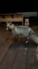 KAFESİNE GELEN TİLKİLERİ BESLEDİ; GÖRÜNTÜLER SOSYAL MEDYADA İLGİ GÖRDÜ