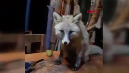 Kafesine gelen tilkileri besledi