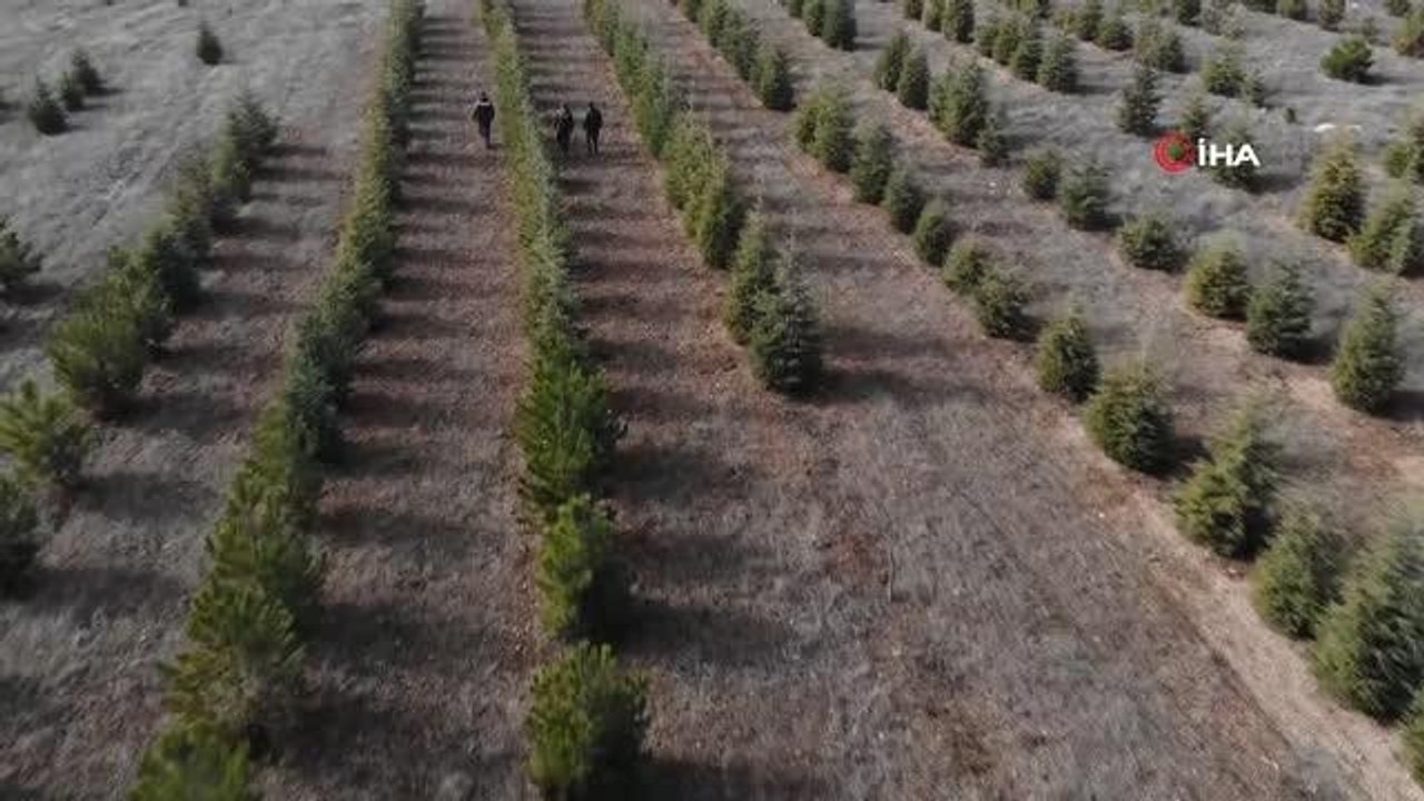 Yılbaşı öncesi çam ağaçlarına özel koruma