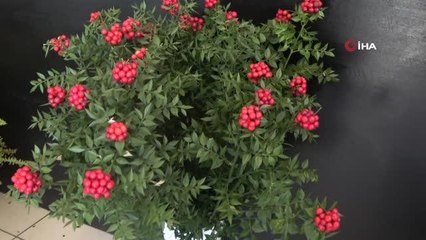 Yılbaşı öncesi vatandaşlar 'Kokina' çiçeği tercih ediyor