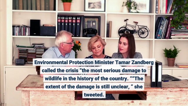 Thousands of cranes killed by bird flu in northern Israel