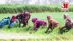 Farmers Crops Benefit Rising Winter After Rain In Haryana|बारिश किसानों की फसलों के लिए फायदेमंद