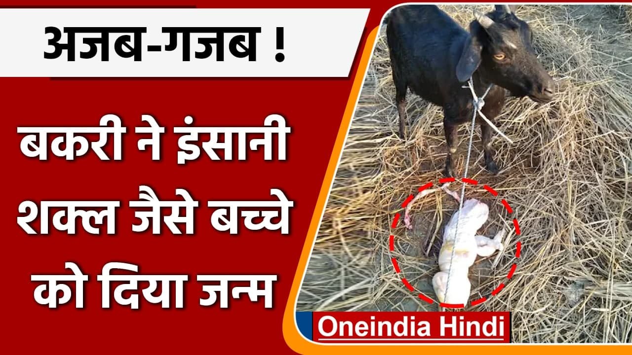Assam: Goat ने इंसानी शक्ल जैसे बच्चे को दिया जन्म, सभी के उड़े होश | वनइंडिया हिंदी