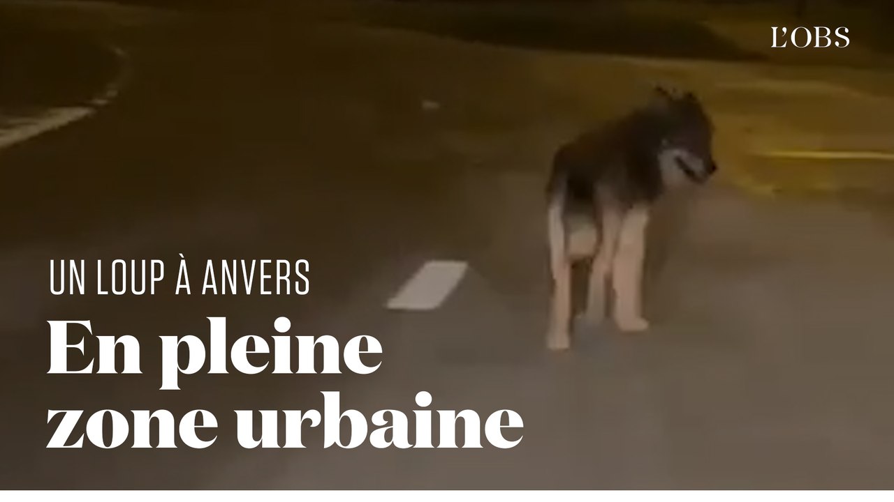 Un loup aperçu dans le port d'Anvers, ville la plus peuplée de Belgique
