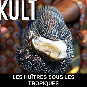 Les huîtres sous les tropiques.