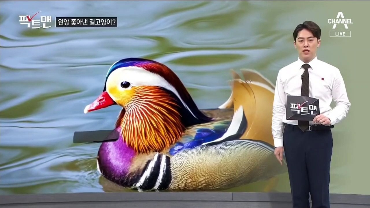 [팩트맨]창경궁 원앙, 고양이 때문에 사라졌다?
