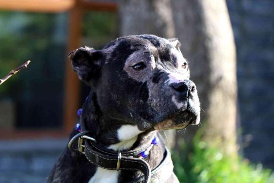 43'ü yasaklı 1850 hayvanı misafir ediyor