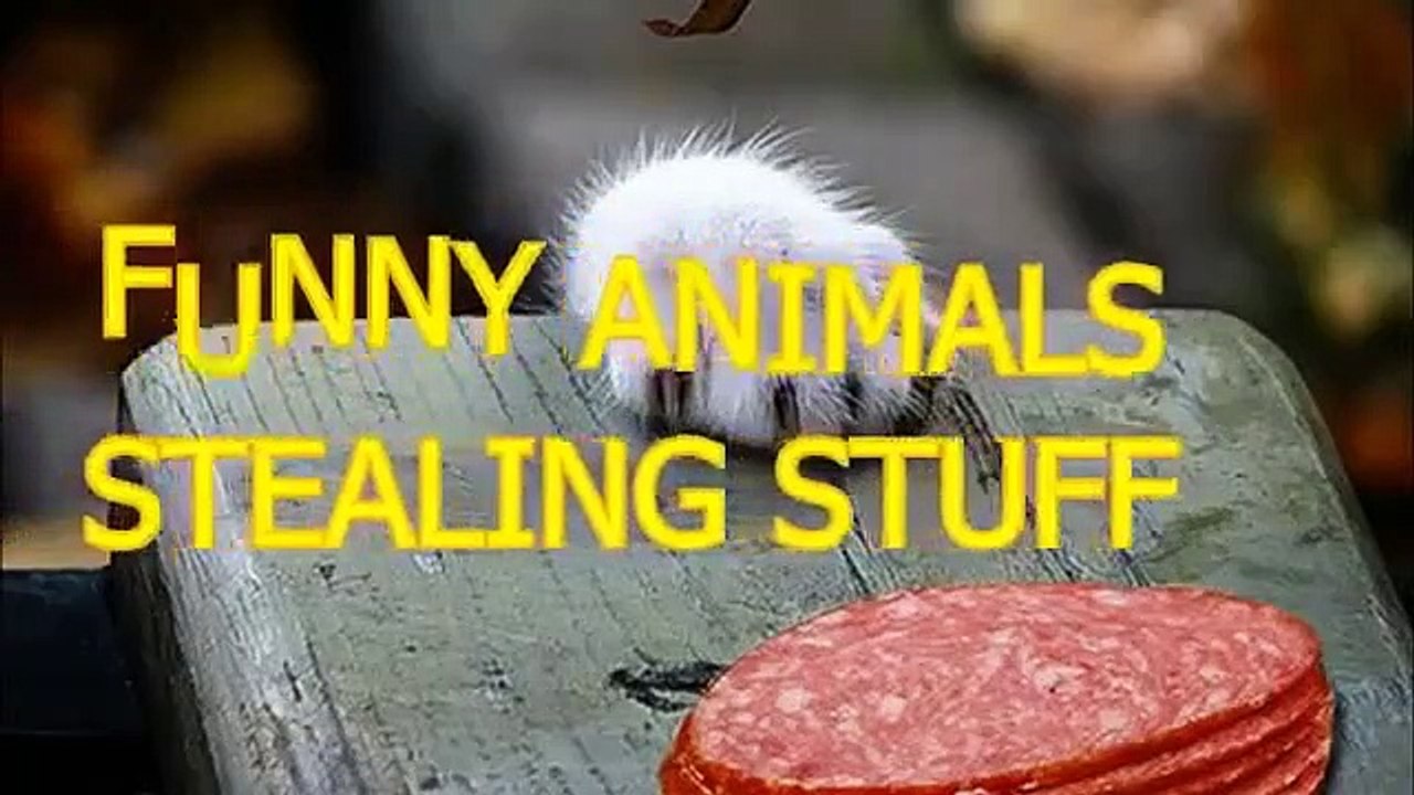 Funny animals