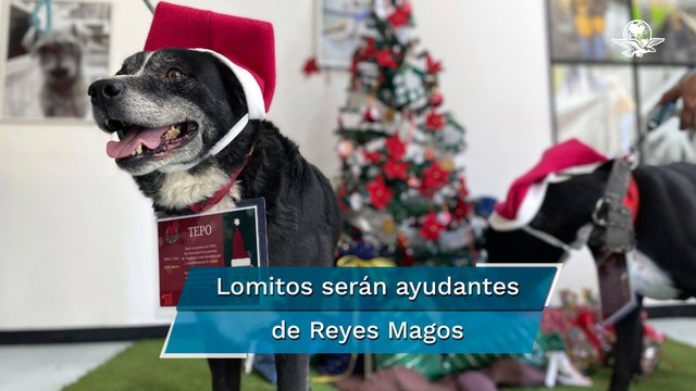 Perritos rescatados del Metro llevarán cartas a los Reyes Magos