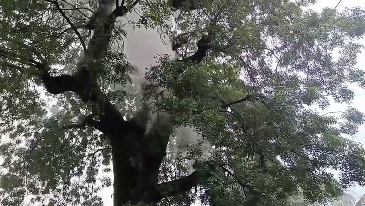 Neem tree caught fire, embers kept coming out