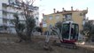 Kuşadası Belediyesi yarım asırlık zeytin ağaçlarını kesilmekten kurtardı