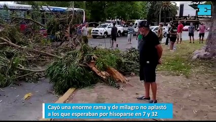 Cayó una enorme rama y de milagro no aplastó a los que esperaban por hisoparse en 7 y 32
