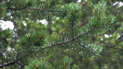 Close-Up video of pine nut  leaves while raining