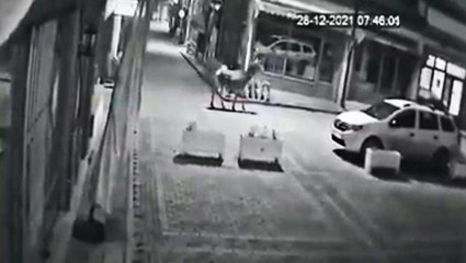 Son dakika haberi! Ankara'da aç kalan geyik şehir merkezine indi... O anlar kamerada