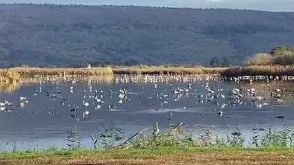 Surto de gripe das aves causa desastre de vida selvagem em Israel