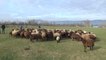 Türkiye'ye örnek olan projede dağıtılan koyun sayısı 80 bine ulaştı