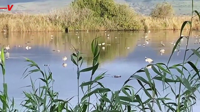 Thousands of Cranes Are Dead to Bird Flu, the ‘Worst Blow to Wildlife’ in Israeli History