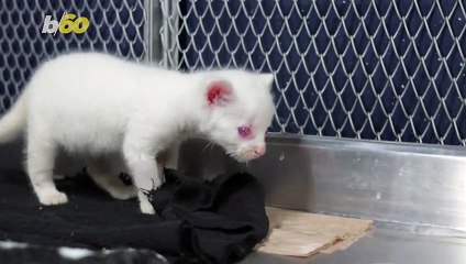Columbian Vets Work Round the Clock To Nurse Rare Albino Jaguarundi Back to Health!