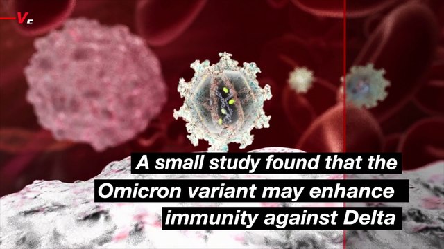 Small Study Finds That Omicron Variant May Build Immunity Against Delta