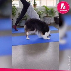 Yoga time pour ce chien et sa maîtresse