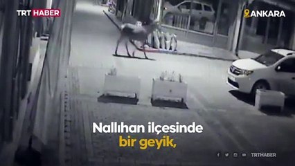 Nallıhan ilçe merkezine geyik indi