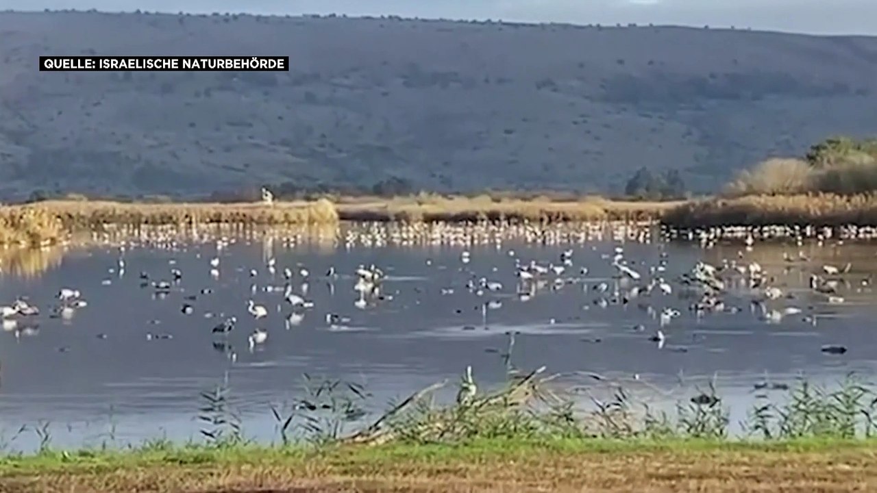 5000 tote Kraniche: Vogelgrippe grassiert in Israel