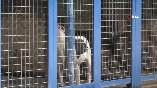 Antalya Sokak Hayvanları Bakımevi 100'e yakın Pitbull ve Dogo Arjantin köpeklerine ev sahipliği yapıyor