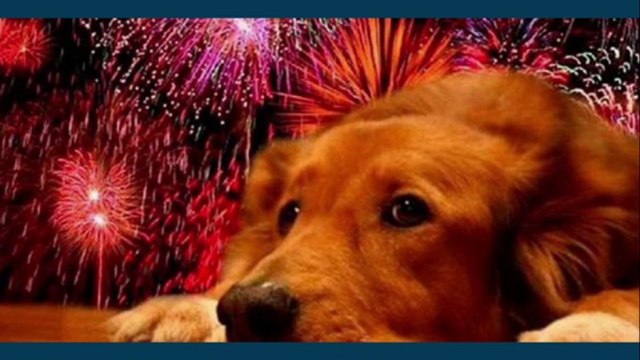 bd-ayudemos-a-nuestras-mascotas-a-lidiar-con-la-polvora-281221