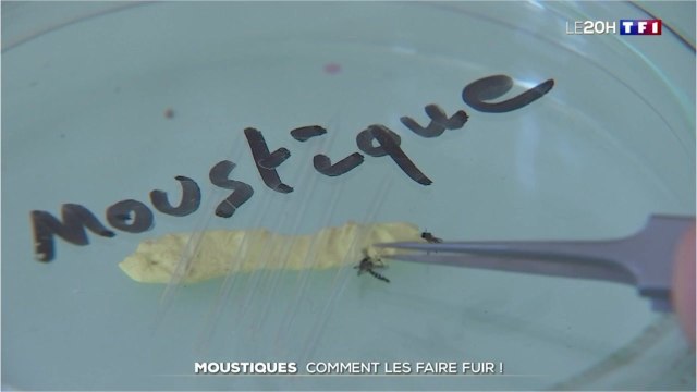 FEMME ACTUELLE - Femmes enceintes, personnes en surpoids, sportifs… Ces catégories de personnes qui attirent le plus les moustiques