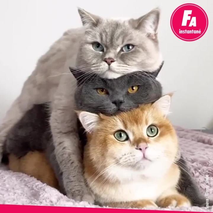 Pas de distanciation pour ces 3 petits chats