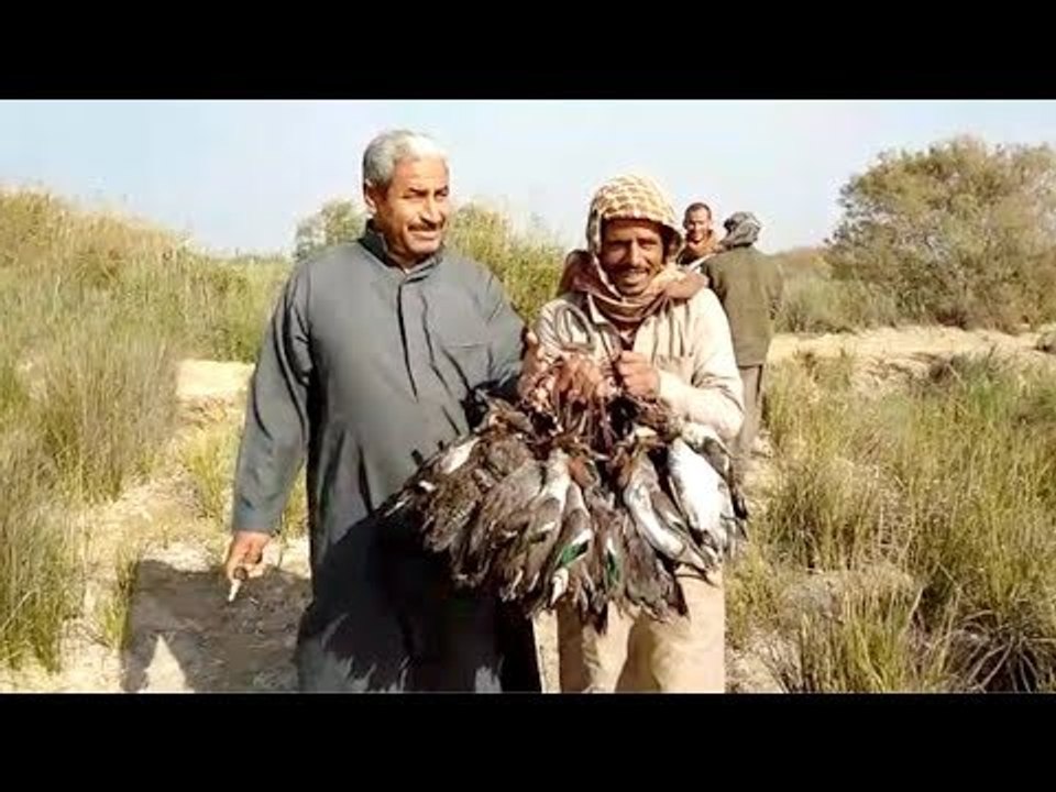 انطلاق موسم صيد الطيور المهاجرة بمحافظة الشرقية