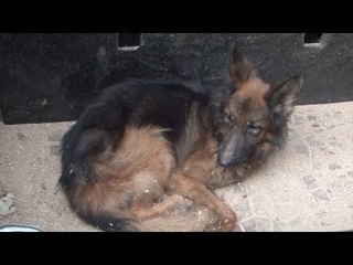 بعد شائعات تصدير الكلاب.. صاحب محل حيوانات: الموضوع مزعج والشارع ضدها