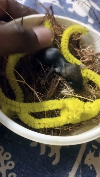 Newborn baby rat that has not even opened its eyes till now | baby rat | rat baby | cute rat  | pets | pet
