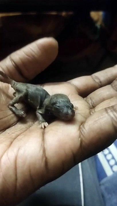 Baby rat extremely closer than you would have ever imagined  | pets videos | pets comedy | funny pet | pets comedies