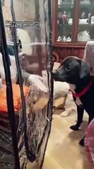 Une façon ingénieuse de passer Noël avec sa famille alors qu'on a le Covid