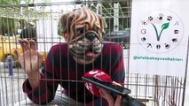 İzmir'de sokak hayvanları için köpek maskeli, kafesli eylem; “Siz hiç barınak gördünüz mü?”