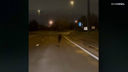 شاهد: ذئب يهرول في شوارع بلجيكا في مشهدٍ نادرٍ لتلك البلاد