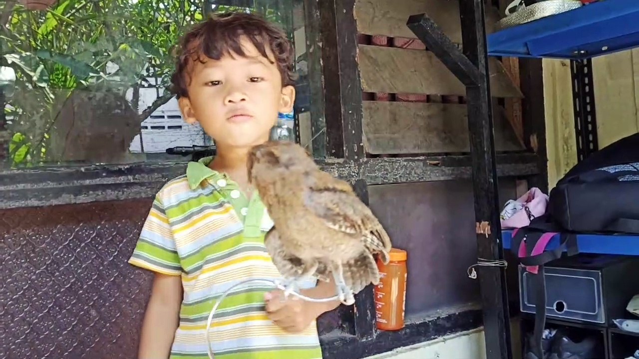 Playing With a Little Owl