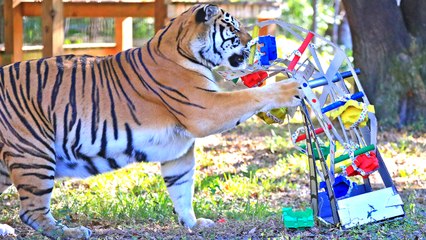 Carnival FUN With BIG Cats!