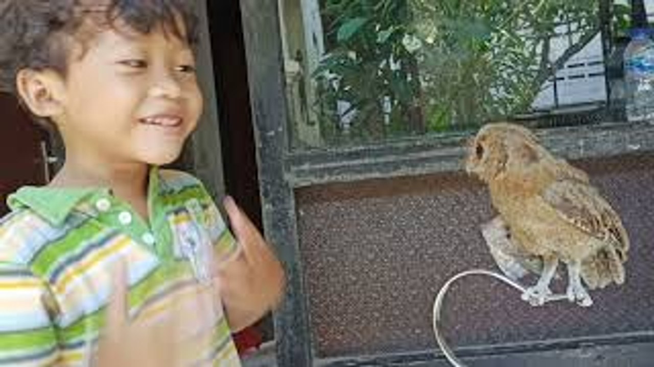 Playing With a Little Owl