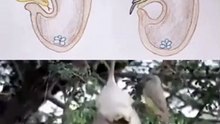 Pássaro constrói ninho com sistema anti-cobras para proteger os seus ovos dos ataques