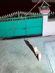 شاهد: ليوبارد يقفز فوق البوابة ويحمل كلبًا أليفًا بعيدًا في مقطع مرعب