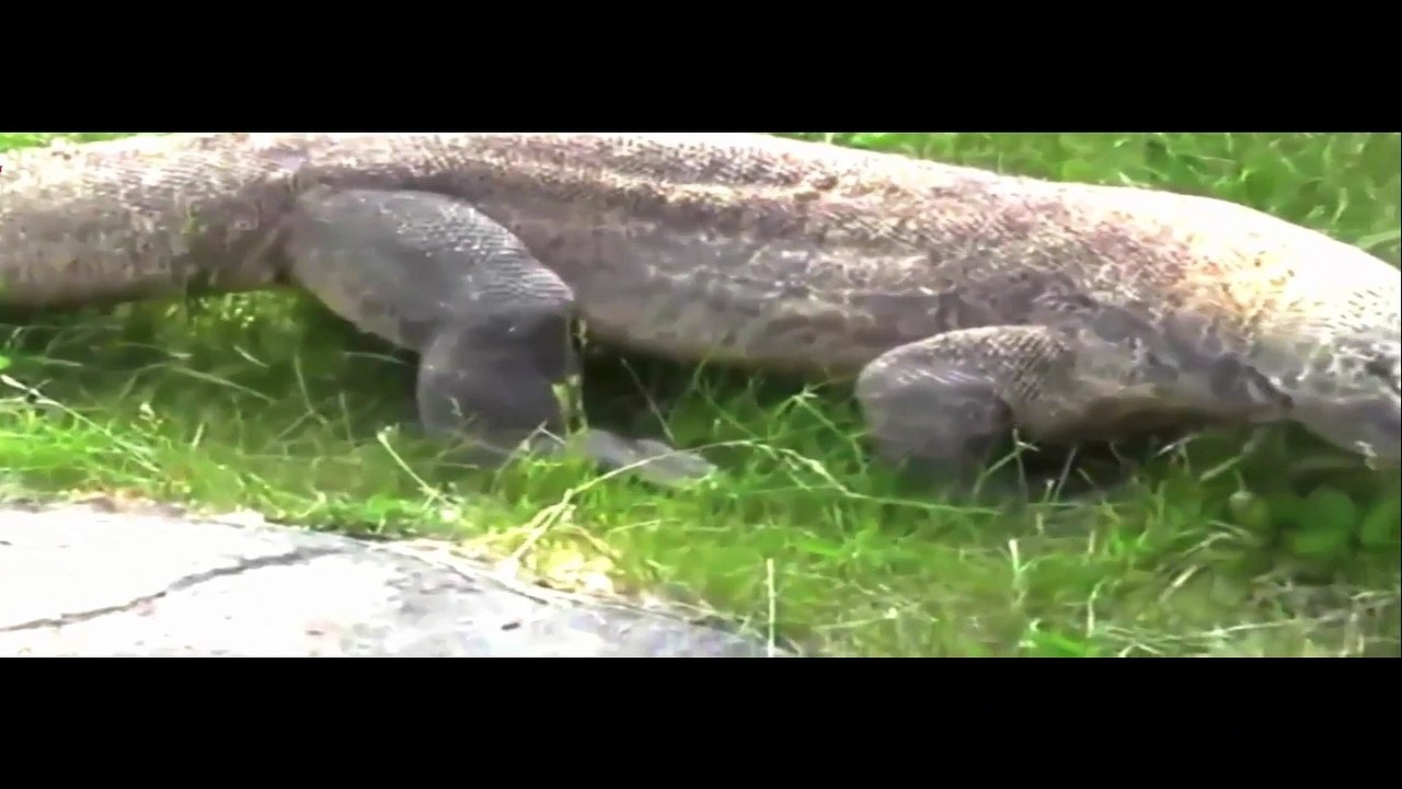 Angry buffalo kicks komodo to save its baby,  But the komodo preys on the baby