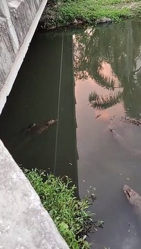 Jacarés são flagrados em rio em que animais foram encontrados mortos em Florianópolis