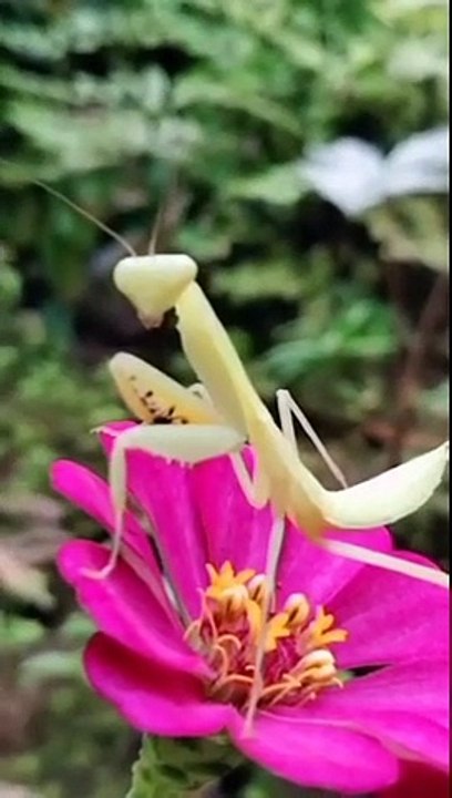 cute animal
