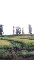 suasana di pagi hari para petani lagi ngusir burung yang ganggu Padi di sawah
