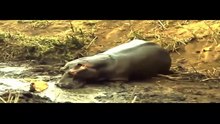 عندما تغضب العمالقة