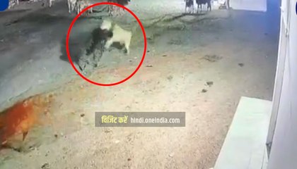 VIDEO: गांव में घुसे शेर का हमला, एक गाय नोंच डाली, फिर गायों के झुंड ने किया पलटवार तो भागा