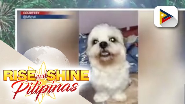 Tips para maiwasan ang stress ng ating mga alagang hayop dahil sa malakas na paputok ngayong Bagong Taon